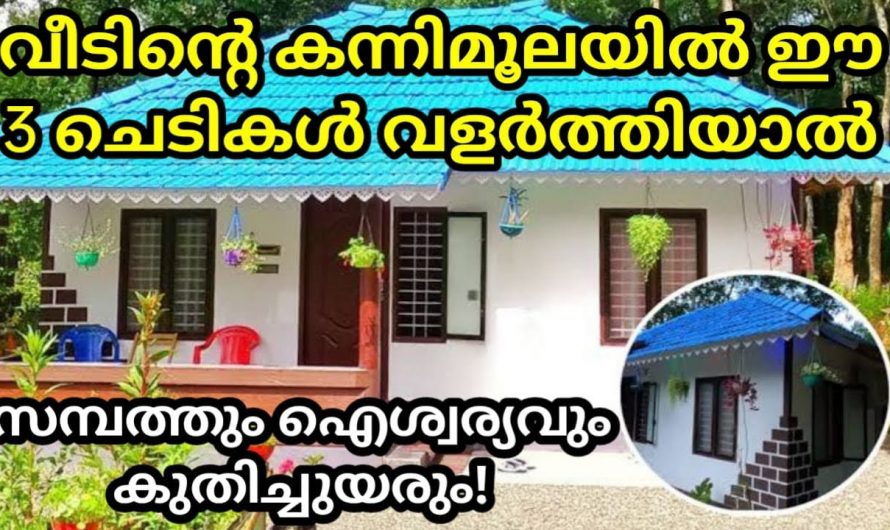 വീടിന്റെ കന്നിമൂലയിൽ ഇത്തരം സസ്യങ്ങൾ നട്ടുപിടിപ്പിച്ചു നോക്കൂ ഫലം ഞെട്ടിക്കുന്നതായിരിക്കും…