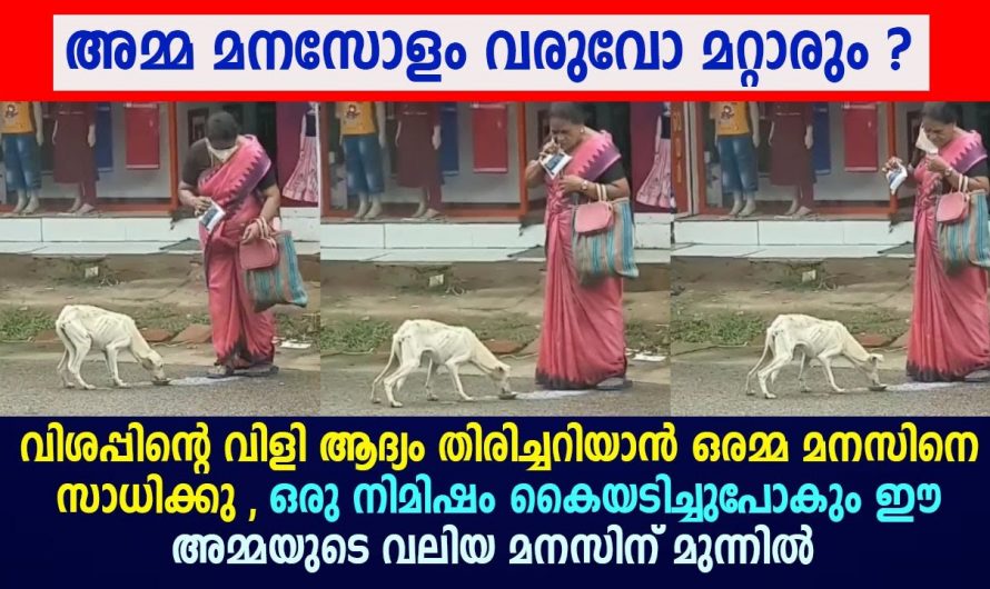 നാൽക്കാലികൾക്കും വിശപ്പും ദാഹവും ഉണ്ട് എന്ന് മനസ്സിലാക്കിയ ഒരമ്മ. ഇത് നിങ്ങൾ കാണാതെ പോകരുത്…