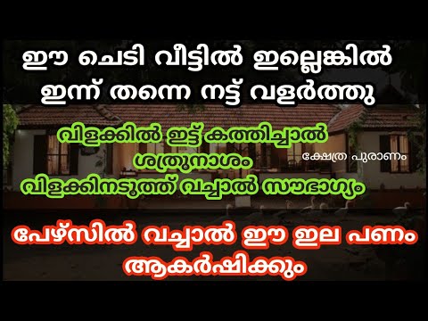 ഈയൊരു സസ്യം നിങ്ങളുടെ വീടുകളിൽ വെച്ചുപിടിപ്പിച്ചു നോക്കൂ. ഭാഗ്യം നിങ്ങളെ തേടിയെത്തും…