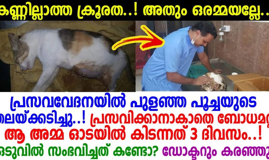 മൃഗങ്ങളോട് ഇനി ഈ ക്രൂരത തുടരണമോ? നിങ്ങൾ ഇത് കാണാതെ പോകരുത്…