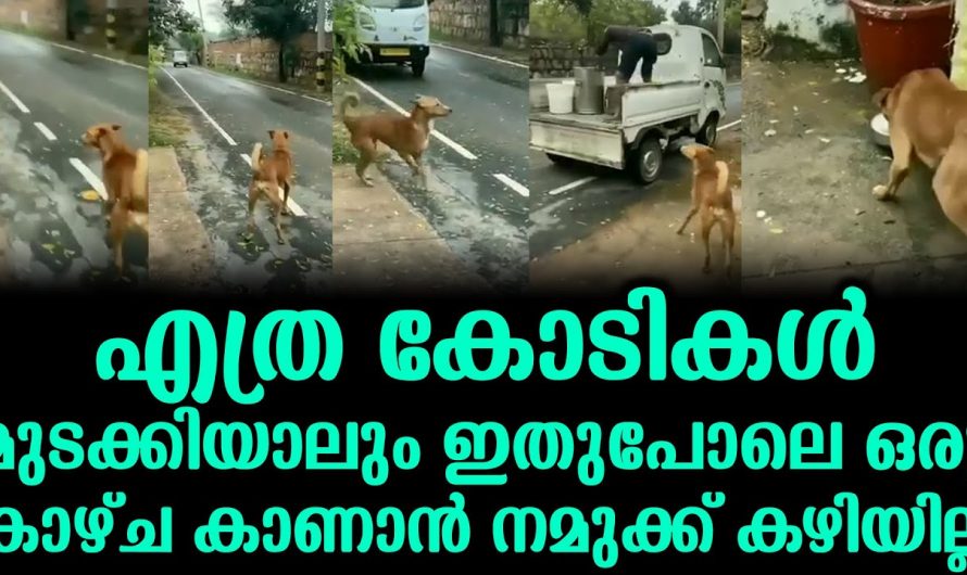 ഇതുപോലൊരു കാഴ്ച ഇന്ന് സ്വപ്നങ്ങളിൽ മാത്രം. നിങ്ങൾ ഇത് കാണാതെ പോകരുത്…