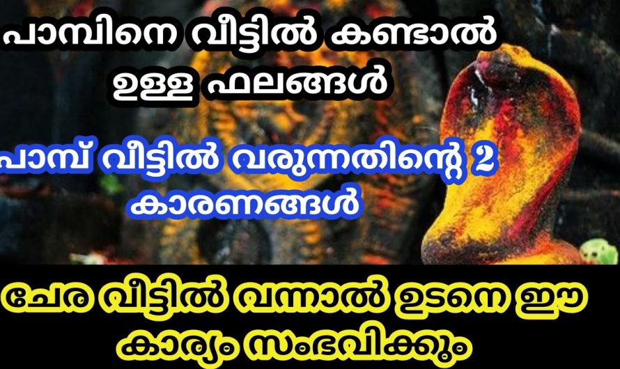 നിങ്ങളുടെ വീട്ടിൽ സ്ഥിരമായി പാമ്പിനെ കാണുന്നുണ്ടോ? എങ്കിൽ ഇത് അറിഞ്ഞിരിക്കണം…