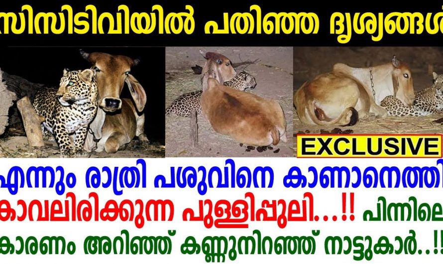 അമ്മ പശുവിനെ കൂട്ടായി പുള്ളിപ്പുലി. ഇത് നിങ്ങൾ കാണാതെ പോകരുത്…