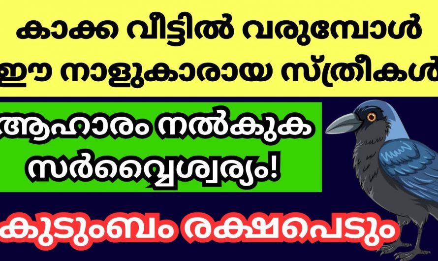 കാക്കയ്ക്ക് ഇത്തരത്തിൽ ആഹാരം കൊടുത്താൽ കോടി പുണ്യം ലഭിക്കും…