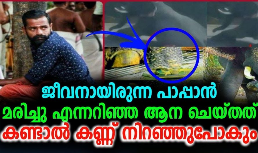 ഈ ആനയുടെ പാപ്പാനോടുള്ള സ്നേഹം കണ്ടാൽ ആരുടെയും കരളലിഞ്ഞുപോകും…