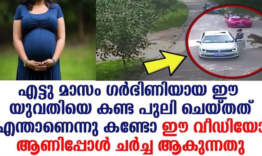 ഗർഭിണിയായ ഈ യുവതിയോട് പുലി ചെയ്തത് എന്താണെന്ന് അറിയാൻ നിങ്ങൾ ഇത് തീർച്ചയായും കാണുക…