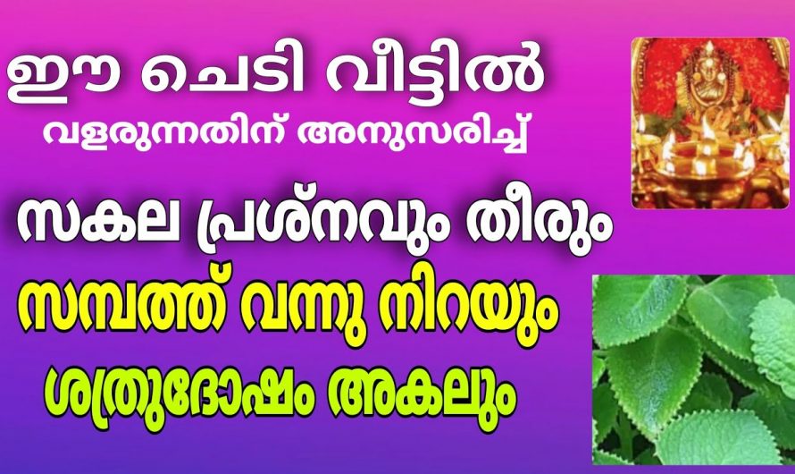 ഈ ചെടി നിങ്ങളുടെ വീട്ടിലുണ്ടോ? എങ്കിൽ ഭാഗ്യം ഇനി നിങ്ങൾക്കൊപ്പം..